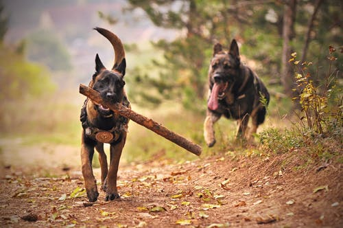 a photo of a dog