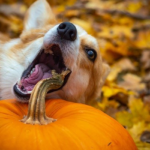 Nanda & Associate Lawyers Canada - A dog biting a pumpkin