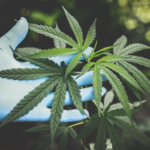 Nanda & Associate Lawyers Canada - A marijuana plant
