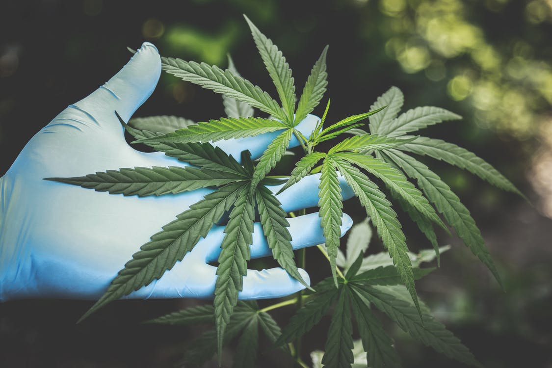 Nanda & Associate Lawyers Canada - A marijuana plant