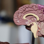 Nanda & Associate Lawyers Canada - An anatomical model of the brain