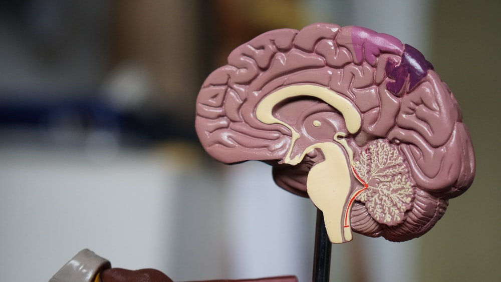 Nanda & Associate Lawyers Canada - An anatomical model of the brain
