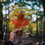 Nanda & Associate Lawyers Canada - A person holding a maple leaf, a Canadian symbol