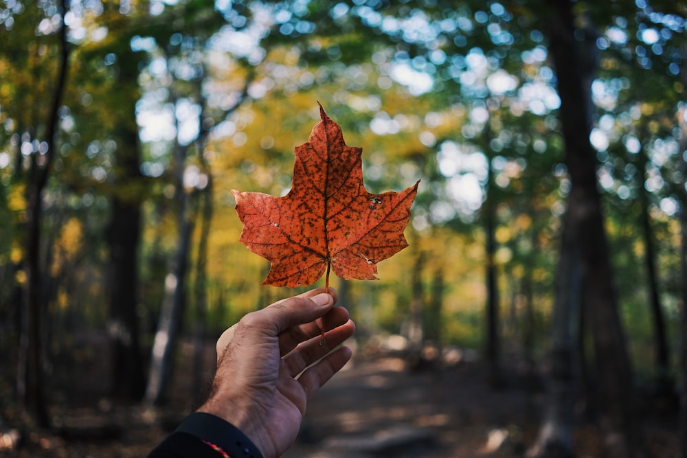 Nanda & Associate Lawyers Canada - A person holding a maple leaf, a Canadian symbol