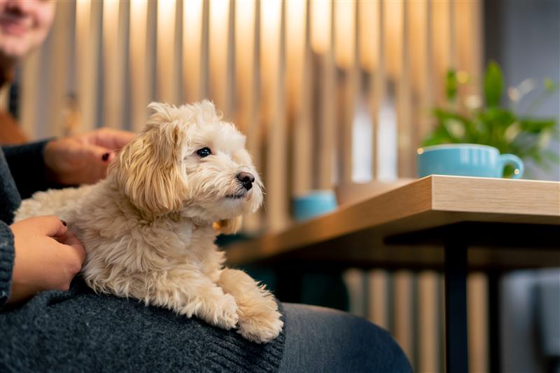 Laws on Pet Ownership in Canada